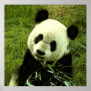 Recherche de panda chinois posters Animal