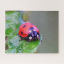 Search for ladybug puzzles Colourful