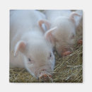 Search for barnyards magnets Pigs