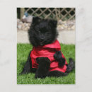 Search for spitz dog postcards Puppy