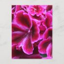 Search for red geranium postcards Flowers