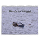 Search for bird calendars Birds of prey