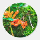 Recherche de vigne de trompette Orange