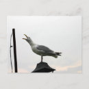 Search for gull postcards Water