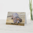 Search for dachshund funny cards Dachshunds