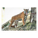 Recherche de rayures tigre posters Zoo