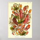 Recherche de plantes carnivores posters Nature