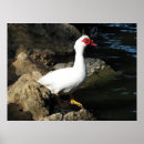 Recherche de canard blanc posters Rouge