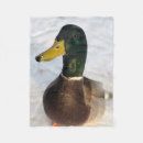 Search for duck blankets Boy