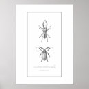 Search for vintage insect posters Beetles