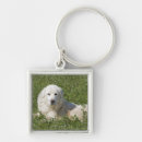 Search for sheepdog keychains Domestic animals