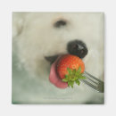Search for eats magnets Close up