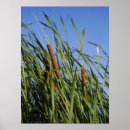 Search for cattail art Photography