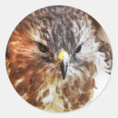 Search for red tailed hawk stickers Birds