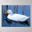 Recherche de canard blanc posters Nature