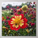 Recherche de dahlia rouge posters Nature