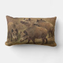 Recherche de sanglier s coussins Porc