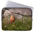 Search for american robin electronics Bird