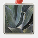 Search for succulents ornaments Plants