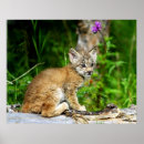 Recherche de lynx canadien posters Félin