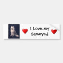 Search for samoyed bumper stickers Sammy
