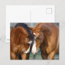 Search for horse sports postcards Meeting