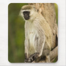 Search for nakuru Vervet monkey