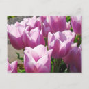 Search for floras postcards For her