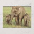 Recherche de indienne cartes postales Éléphant