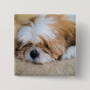 Search for shih tzu accessories Sitting