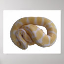 Recherche de albinos posters Reptile