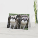 Search for osprey cards Raptor