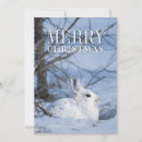 Search for snowshoe hare postcards Fur