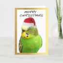 Search for christmas budgie Cute