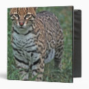 Search for endangered binders Wildlife