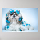 Search for dog grooming posters Pet