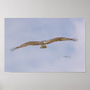 Search for osprey bird posters Flying