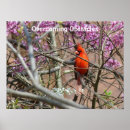 Search for cardinal bird art Birds