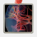 Search for human body organs Kidney