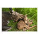 Recherche de orignaux photographie Animaux sauvages