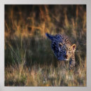 Search for pardus posters Africa