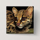Recherche de margay Jaguar