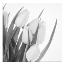 Recherche de tulipe blanche posters Fleurs