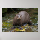 Recherche de fourrures posters Nature