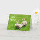 Search for happy duckling cards Nature
