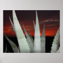 Recherche de agave posters Désert