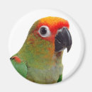 Search for conures magnets Parakeet