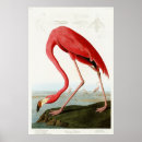Search for american flamingo posters Vintage