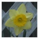 Search for easter flowers posters Daffodil