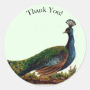 Search for vintage peacock feather stickers Bird